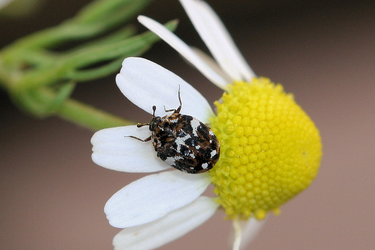 Anthrenus delicatus ?